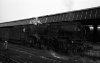 Dampflokomotive: 01 231, vor Reisezug nach Süden; Bf Münster Hbf